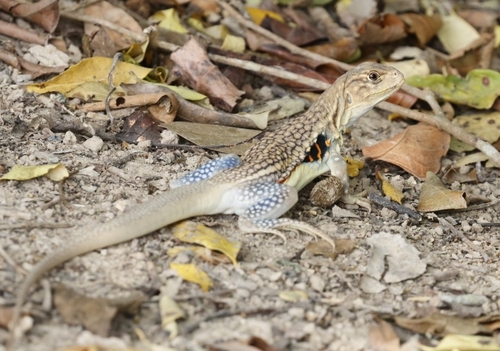 Butterfly Lizard — 6