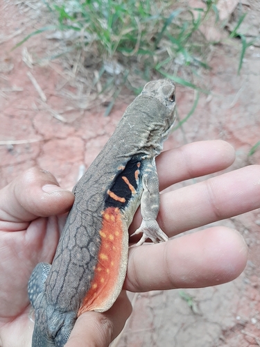 Butterfly Lizard — 7