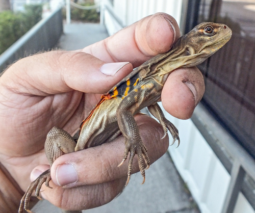 Butterfly Lizard — 8