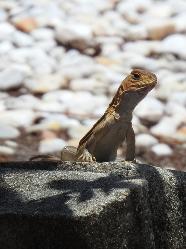 Butterfly Lizard — 9