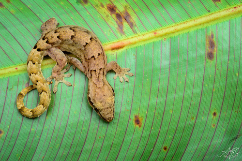 Mourning Gecko — 2