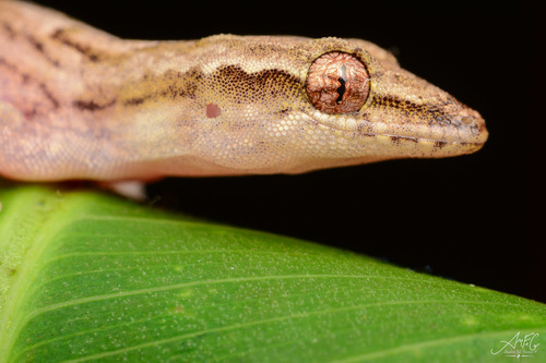 Mourning Gecko — 3