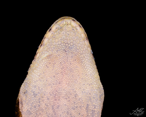 Mourning Gecko — 4
