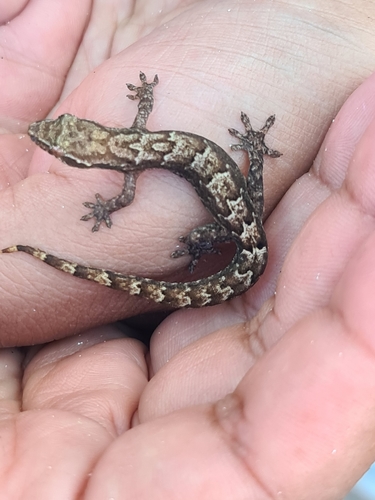 Mourning Gecko — 7