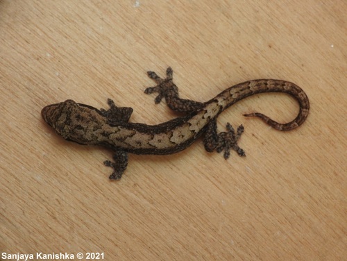 Mourning Gecko — 10