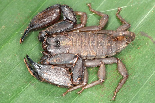 Mini-scorpion parthéno — 2