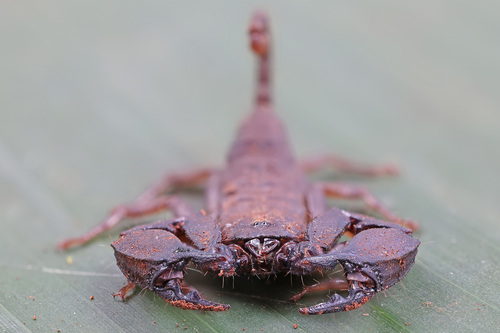 Mini-scorpion parthéno — 3