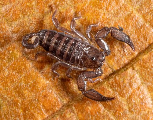 Mini-scorpion parthéno — 4