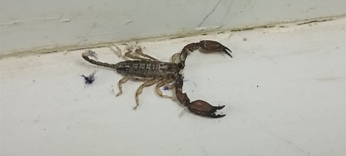 Mini-scorpion parthéno — 5