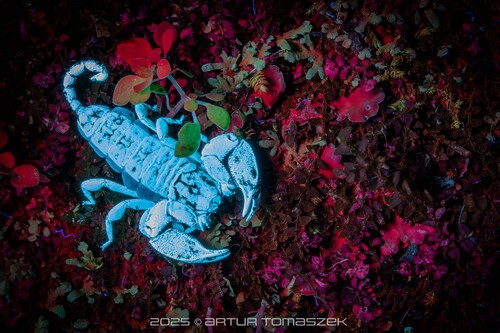 Mini-scorpion parthéno — 8
