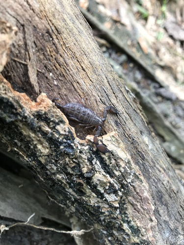 Mini-scorpion parthéno — 10