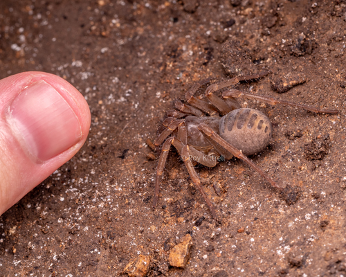 Trapdoor Living Fossil — 2