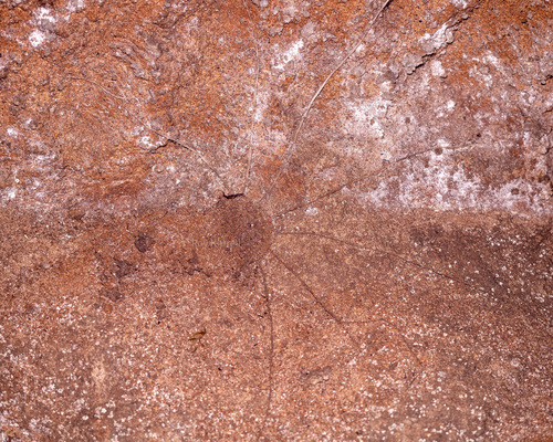 Trapdoor Living Fossil — 3