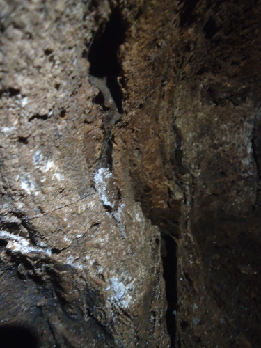 Trapdoor Living Fossil — 5