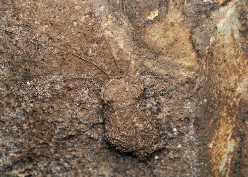 Trapdoor Living Fossil — 6