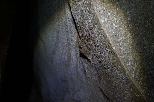 Trapdoor Living Fossil — 8