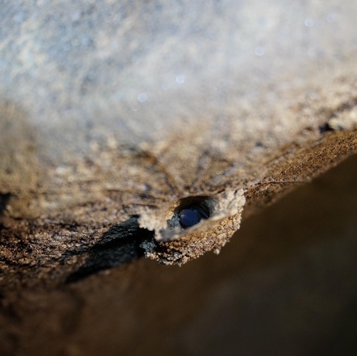 Trapdoor Living Fossil — 9