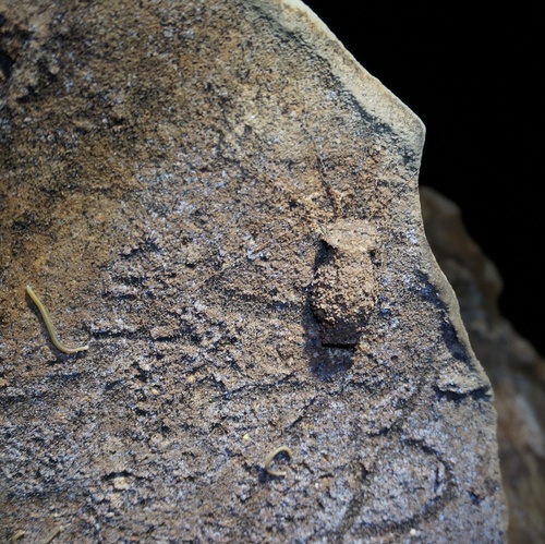 Trapdoor Living Fossil — 10
