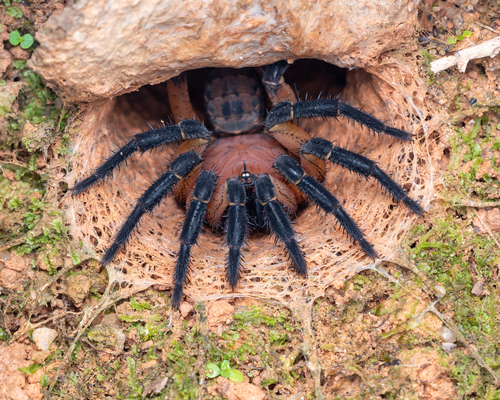 Liphistius desultor — 2