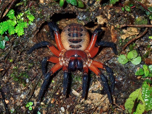 Liphistius desultor — 3