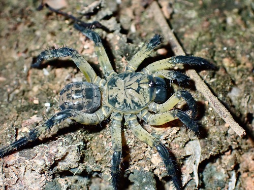 Liphistius desultor — 5