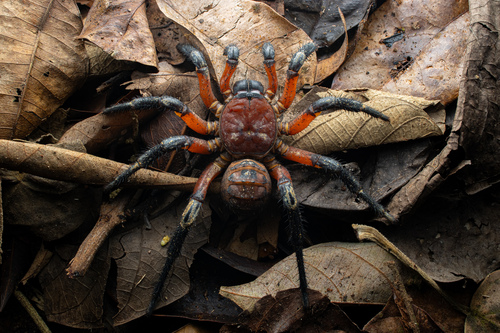 Liphistius desultor — 8