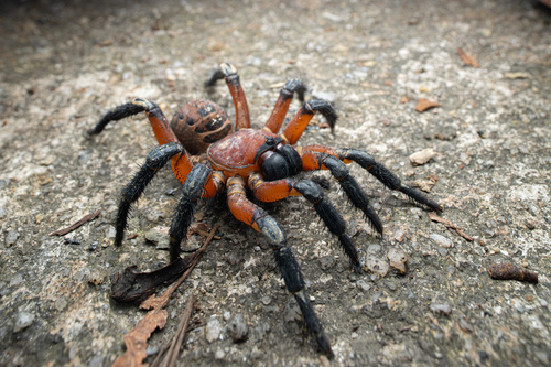 Liphistius desultor — 9