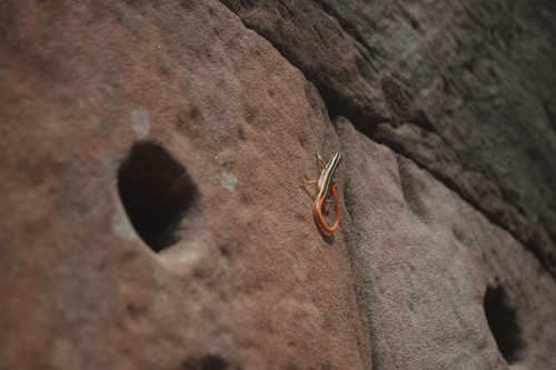 Scinque strié — 5