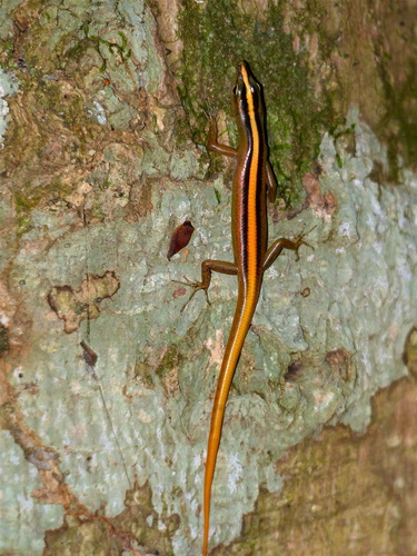 Scinque strié — 8