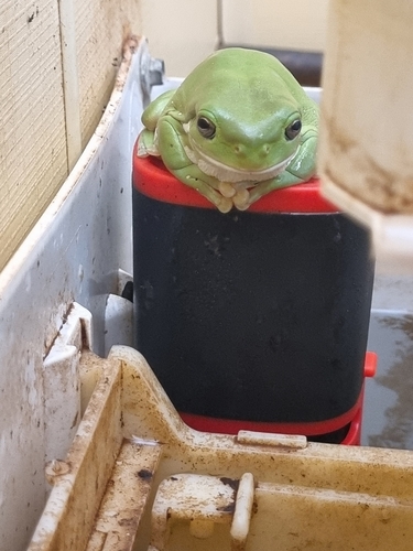 White's Tree Frog — 4