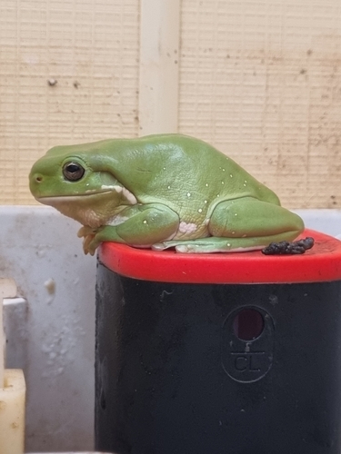 White's Tree Frog — 5