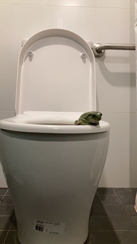 White's Tree Frog — 8