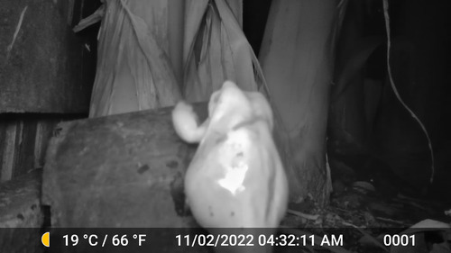 White's Tree Frog — 10