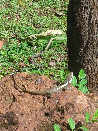 Long-tailed Water Dragon — 3
