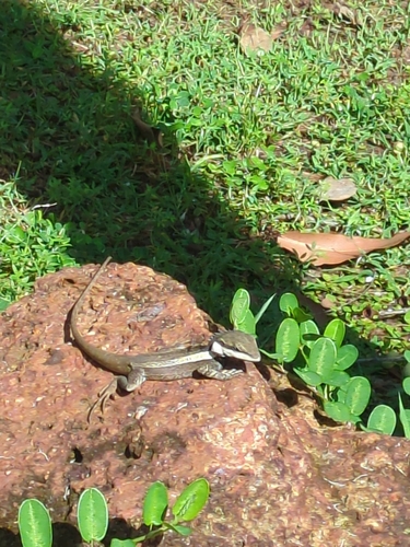 Long-tailed Water Dragon — 4