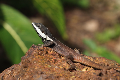 Long-tailed Water Dragon — 5