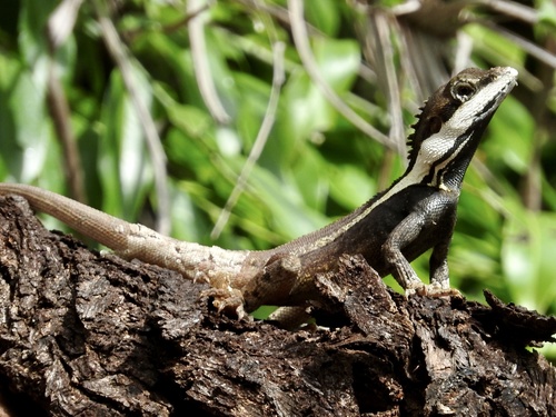 Long-tailed Water Dragon — 6