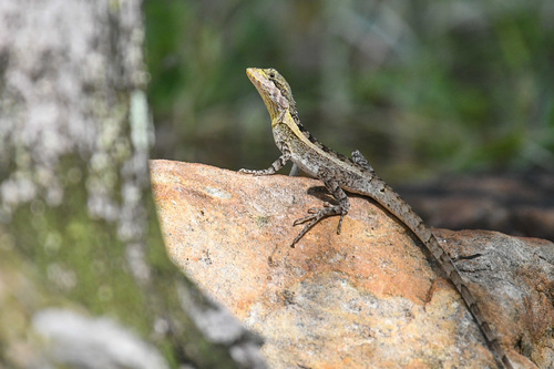 Long-tailed Water Dragon — 8