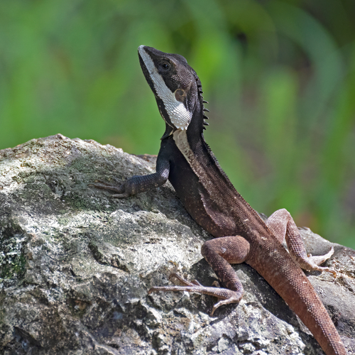 Long-tailed Water Dragon — 9