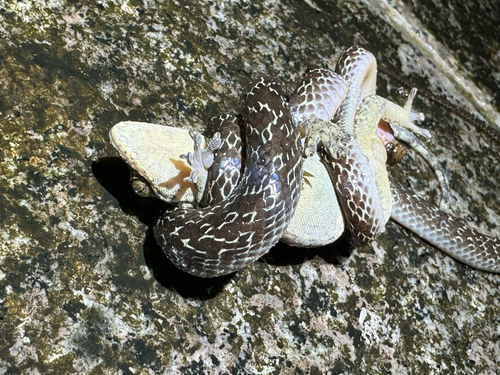 Wolf Snake commun — 2