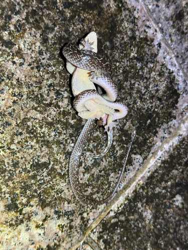 Wolf Snake commun — 3