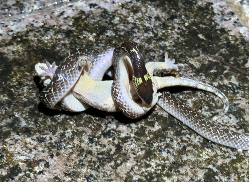 Wolf Snake commun — 4