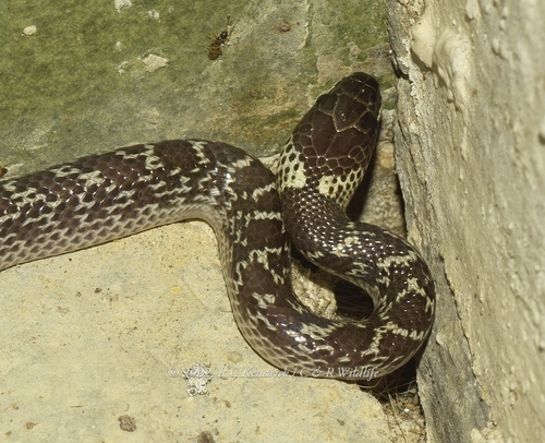 Wolf Snake commun — 6