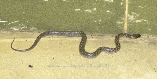 Wolf Snake commun — 7