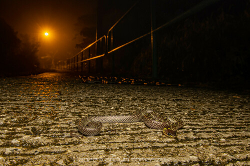 Wolf Snake commun — 9