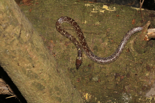 Wolf Snake commun — 10