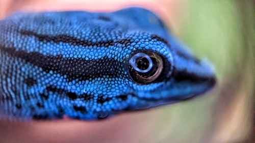 Electric Blue Day Gecko — 3