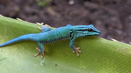 Electric Blue Day Gecko — 4