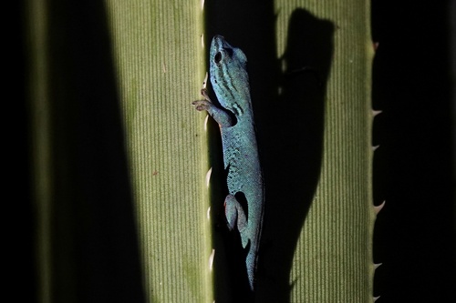 Electric Blue Day Gecko — 6