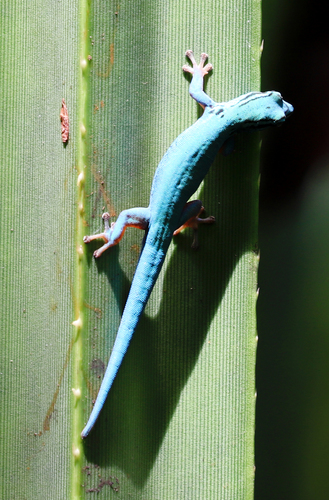 Electric Blue Day Gecko — 7